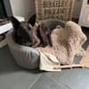 Filine jetzt Ezra 54 cm (Pflegestelle)