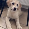 Kleine Abenteurerin sucht ihr Zuhause