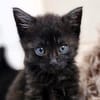 Katzenkind MINO