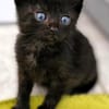 Katzenkind MINO