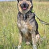🐾 Whisky  freundlicher Begleiter