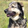 🐾 Whisky  freundlicher Begleiter