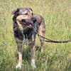🐾 Whisky  freundlicher Begleiter