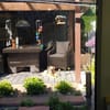 Mandula auf Pflegestelle in DE