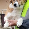 Nelly - sucht verständnisvolle Menschen