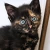 Katzenkind MOLLY