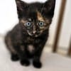 Katzenkind MOLLY