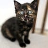 Katzenkind MOLLY