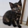 Katzenkind MOLLY
