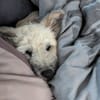 Charlie - die kindeliebe Schmusebacke