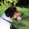 Boji sucht geduldige Besitzer
