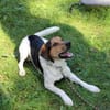 Boji sucht geduldige Besitzer