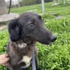 LYNN ❤🐾  ca 45cm, ruhig und liebenswer
