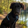 Hundekind Joker auf Pflegestelle