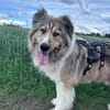 Zuhause gesucht für Kiro