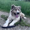 Zuhause gesucht für Kiro