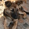 Ayla - die schlaue Denkerin sucht Aktive