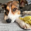 Cassy ist einfach eine Traumhündin!