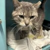 NECTAR (FIV+)