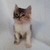 Victoire