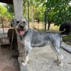 SAMBA (Martina)
