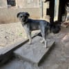 SAMBA (Martina)