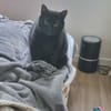 Tala