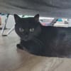 Tala