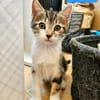 SILEX FRÈRE DE BASALTE ET JAIS À ADOPTER EN DUO OU SEUL SI DÉJÀ UN CHAT PRÉSENT CHEZ VOUS