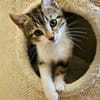 SILEX FRÈRE DE BASALTE ET JAIS À ADOPTER EN DUO OU SEUL SI DÉJÀ UN CHAT PRÉSENT CHEZ VOUS