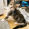 SILEX FRÈRE DE BASALTE ET JAIS À ADOPTER EN DUO OU SEUL SI DÉJÀ UN CHAT PRÉSENT CHEZ VOUS