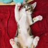 SILEX FRÈRE DE BASALTE ET JAIS À ADOPTER EN DUO OU SEUL SI DÉJÀ UN CHAT PRÉSENT CHEZ VOUS
