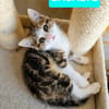 BASALTE FRÈRE DE SILEX ET JAIS À ADOPTER EN DUO OU SEUL SI DÉJÀ UN CHAT PRÉSENT CHEZ VOUS