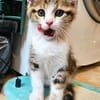 BASALTE FRÈRE DE SILEX ET JAIS À ADOPTER EN DUO OU SEUL SI DÉJÀ UN CHAT PRÉSENT CHEZ VOUS