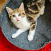 BASALTE FRÈRE DE SILEX ET JAIS À ADOPTER EN DUO OU SEUL SI DÉJÀ UN CHAT PRÉSENT CHEZ VOUS