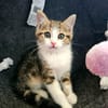 BASALTE FRÈRE DE SILEX ET JAIS À ADOPTER EN DUO OU SEUL SI DÉJÀ UN CHAT PRÉSENT CHEZ VOUS