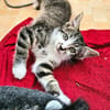JAIS FRERE DE BASALTE ET SILEX A ADOPTER EN DUO OU SEUL SI DÉJÀ UN CHAT PRÉSENT CHEZ VOUS