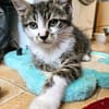JAIS FRERE DE BASALTE ET SILEX A ADOPTER EN DUO OU SEUL SI DÉJÀ UN CHAT PRÉSENT CHEZ VOUS