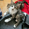 JAIS FRERE DE BASALTE ET SILEX A ADOPTER EN DUO OU SEUL SI DÉJÀ UN CHAT PRÉSENT CHEZ VOUS