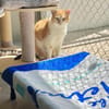 Etwas scheuer Kater George