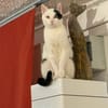 Hübscher Kater Pinki