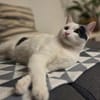 Hübscher Kater Pinki