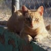 Hübscher Kater America