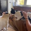 Zelda und Reyna suchen ihr Zuhause