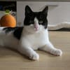 Zelda und Reyna suchen ihr Zuhause