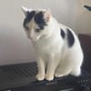 Zelda und Reyna suchen ihr Zuhause