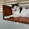 Süße etwas nervöse Katze Jazz