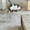 Süße etwas nervöse Katze Jazz