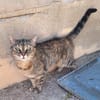 Liebe, zutrauliche Katze Micaela