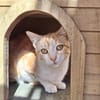 Sanftes Katzenmädchen Evora
